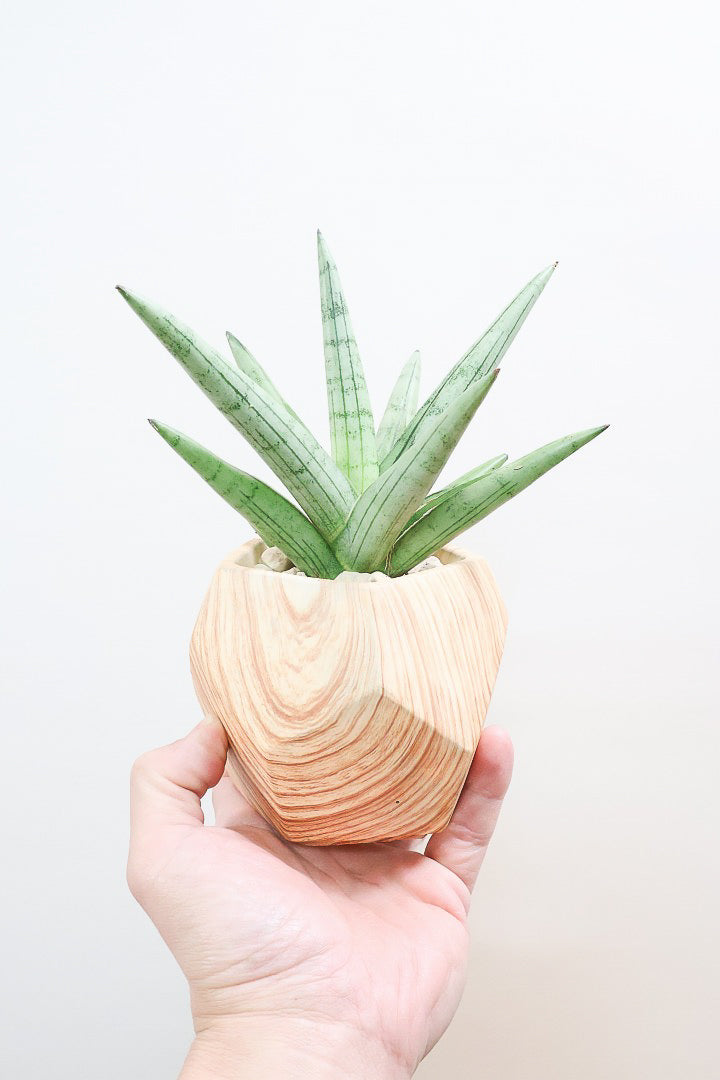 【サンスベリア シルバークラウン】仲良しの生産者さんからいい形のものを分けてもらいました！木製のPOTもGOOD！