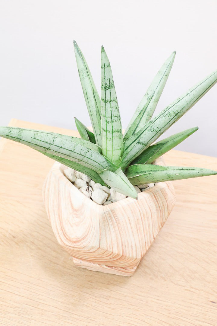 【サンスベリア シルバークラウン】仲良しの生産者さんからいい形のものを分けてもらいました！木製のPOTもGOOD！