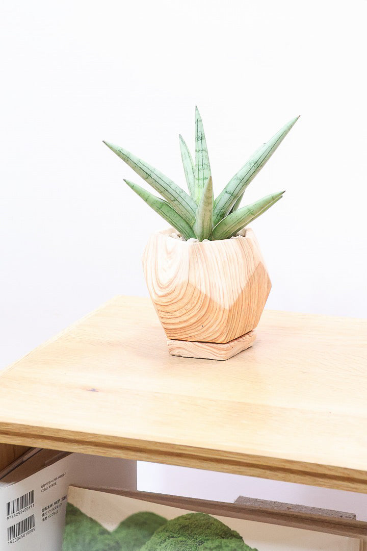 【サンスベリア シルバークラウン】仲良しの生産者さんからいい形のものを分けてもらいました！木製のPOTもGOOD！