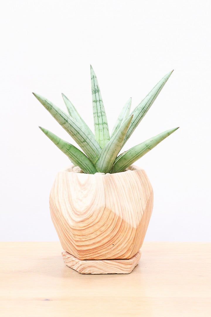 【サンスベリア シルバークラウン】仲良しの生産者さんからいい形のものを分けてもらいました！木製のPOTもGOOD！
