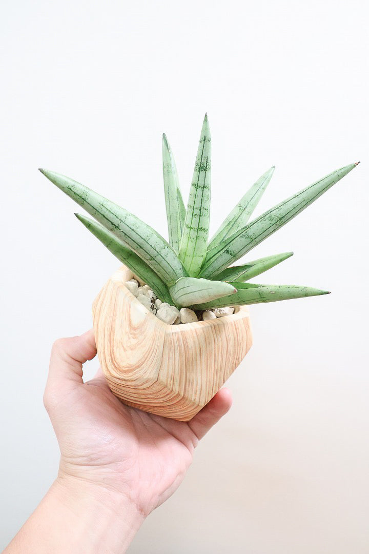 【サンスベリア シルバークラウン】仲良しの生産者さんからいい形のものを分けてもらいました！木製のPOTもGOOD！