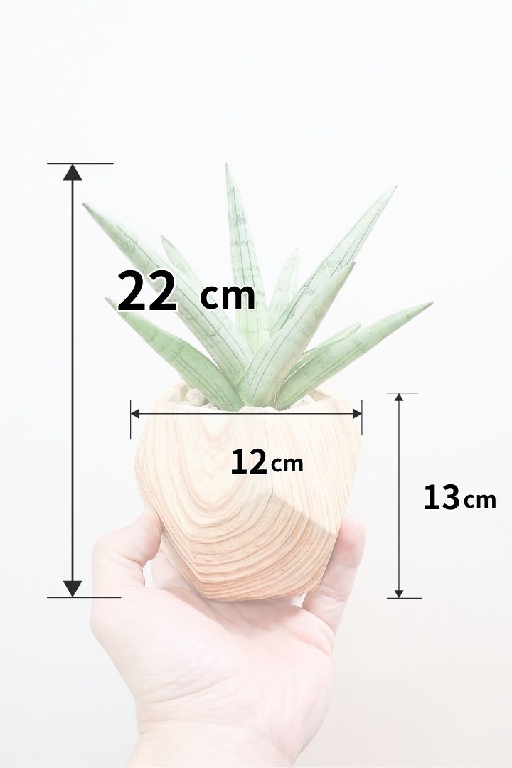 【サンスベリア シルバークラウン】仲良しの生産者さんからいい形のものを分けてもらいました！木製のPOTもGOOD！