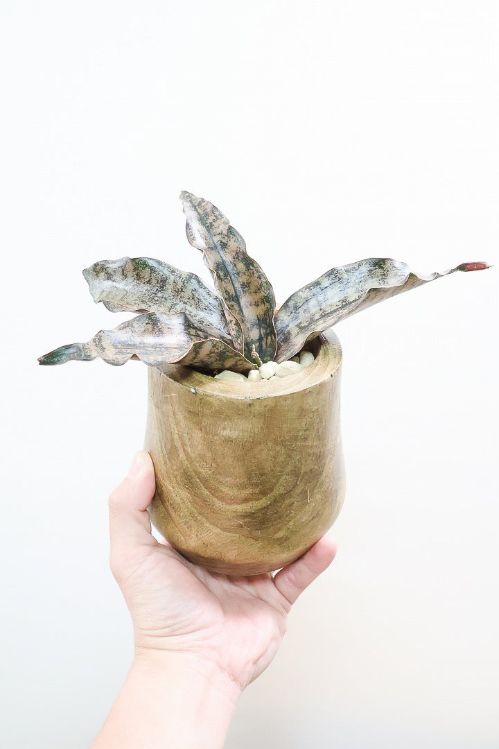 【サンスベリア キルキー】仲良しの生産者さんからいい形のものを分けてもらいました！木製のPOTもGOOD！
