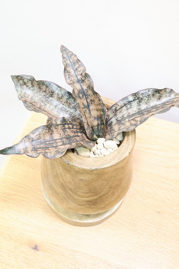 【サンスベリア キルキー】仲良しの生産者さんからいい形のものを分けてもらいました！木製のPOTもGOOD！