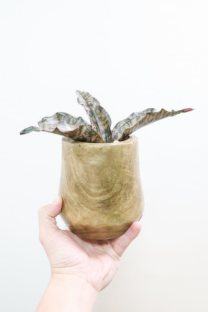 【サンスベリア キルキー】仲良しの生産者さんからいい形のものを分けてもらいました！木製のPOTもGOOD！
