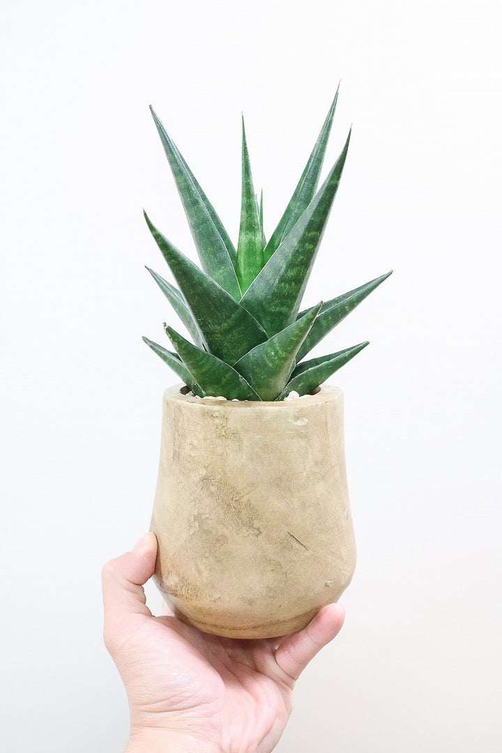 【サンスベリア マライカ】仲良しの生産者さんからいい形のものを分けてもらいました！木製のPOTもGOOD！