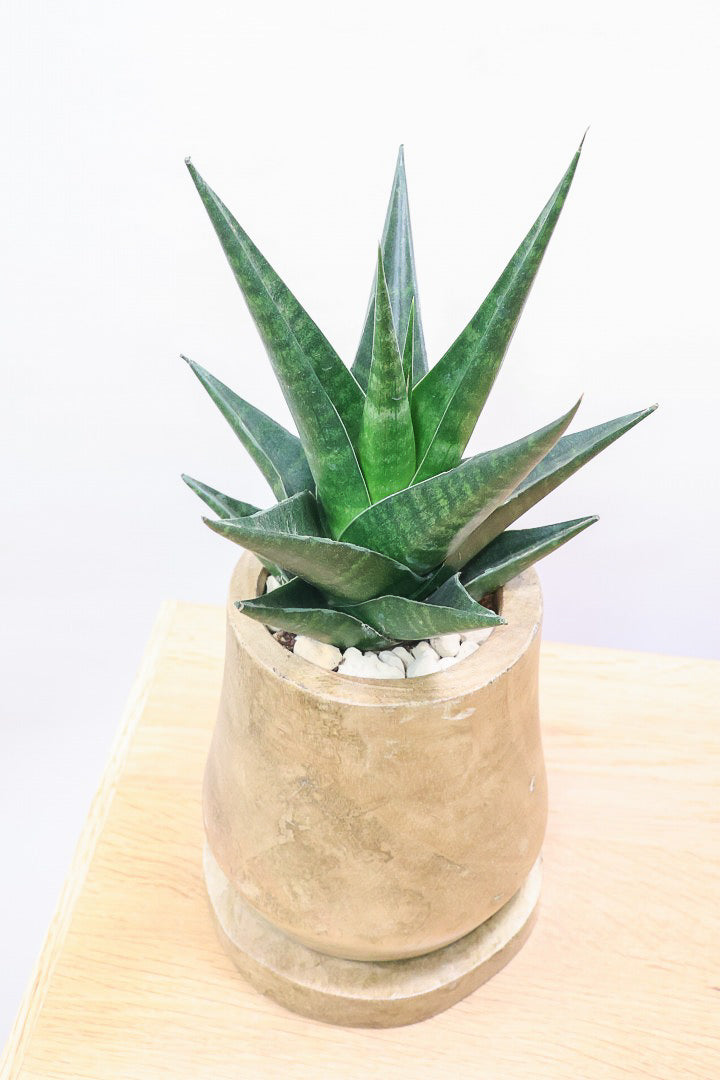 【サンスベリア マライカ】仲良しの生産者さんからいい形のものを分けてもらいました！木製のPOTもGOOD！