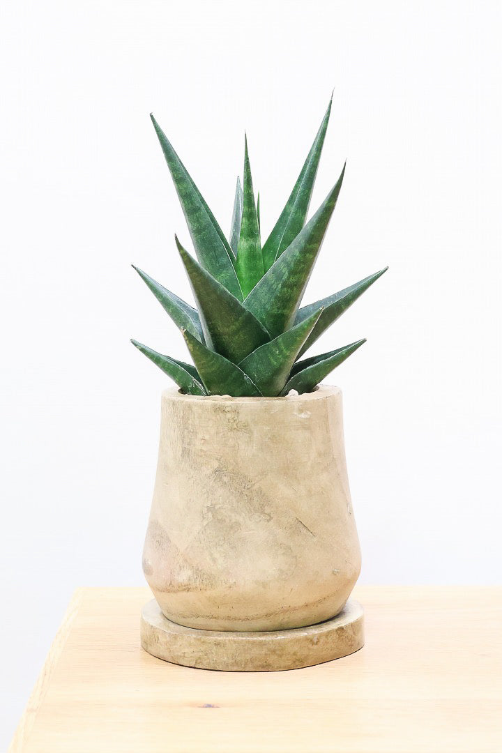 【サンスベリア マライカ】仲良しの生産者さんからいい形のものを分けてもらいました！木製のPOTもGOOD！