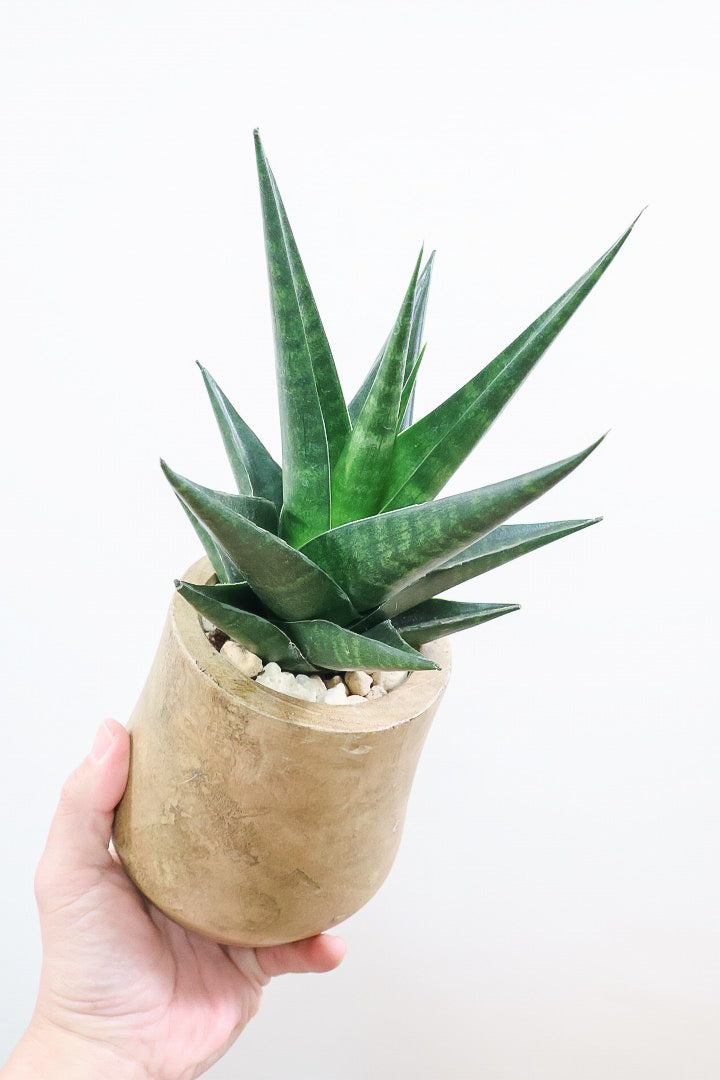 【サンスベリア マライカ】仲良しの生産者さんからいい形のものを分けてもらいました！木製のPOTもGOOD！