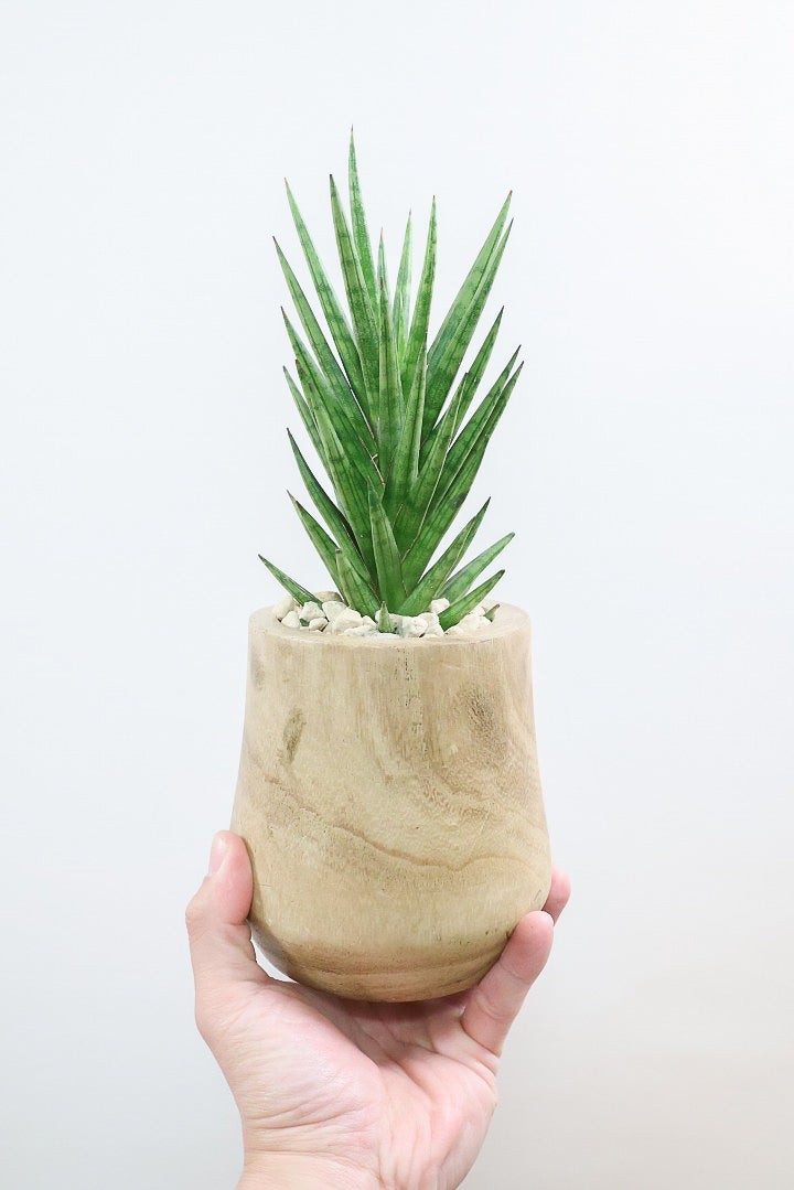 【サンスベリア フランシシー】仲良しの生産者さんからいい形のものを分けてもらいました！木製のPOTもGOOD！