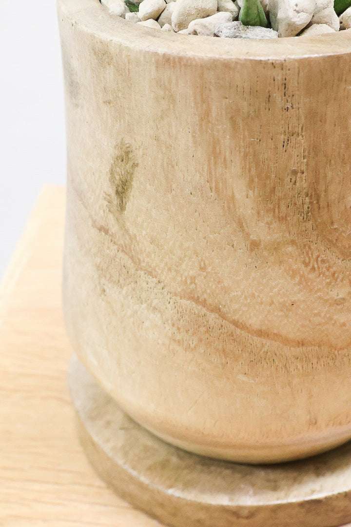 【サンスベリア フランシシー】仲良しの生産者さんからいい形のものを分けてもらいました！木製のPOTもGOOD！