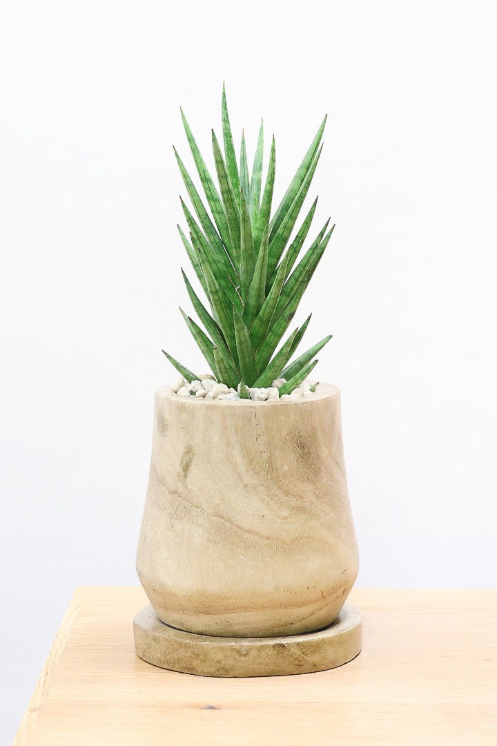 【サンスベリア フランシシー】仲良しの生産者さんからいい形のものを分けてもらいました！木製のPOTもGOOD！