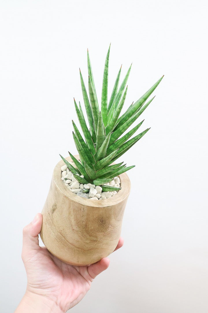 【サンスベリア フランシシー】仲良しの生産者さんからいい形のものを分けてもらいました！木製のPOTもGOOD！