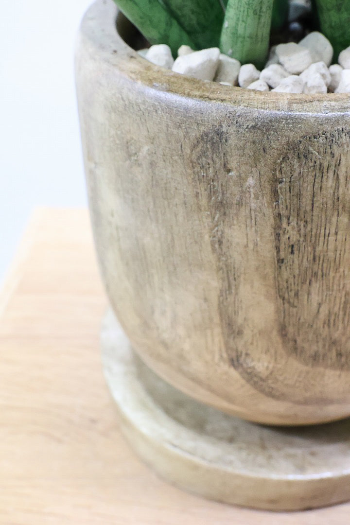 【サンスベリア トーチ】仲良しの生産者さんからいい形のものを分けてもらいました！木製のPOTもGOOD！
