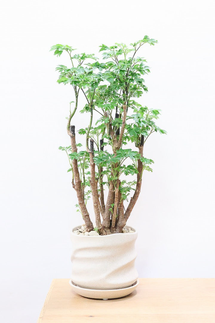 【ポリシャス ロベル】爽やかな色のPOT。温暖な鹿児島県でじっくりと育てられました！細やかな葉っぱとゴリゴリの幹が素敵！