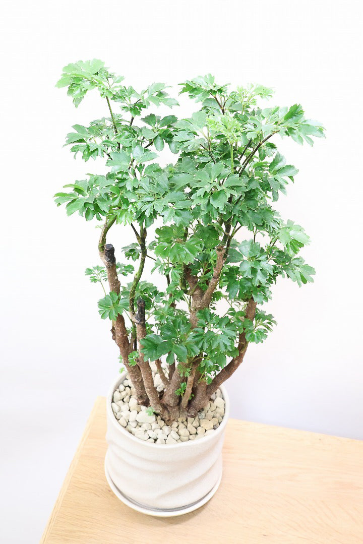 【ポリシャス ロベル】爽やかな色のPOT。温暖な鹿児島県でじっくりと育てられました！細やかな葉っぱとゴリゴリの幹が素敵！