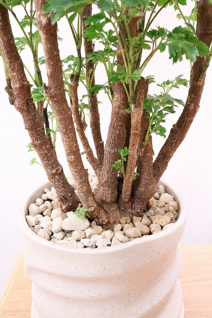 【ポリシャス ロベル】爽やかな色のPOT。温暖な鹿児島県でじっくりと育てられました！細やかな葉っぱとゴリゴリの幹が素敵！