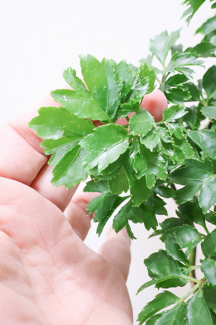 【ポリシャス ロベル】爽やかな色のPOT。温暖な鹿児島県でじっくりと育てられました！細やかな葉っぱとゴリゴリの幹が素敵！