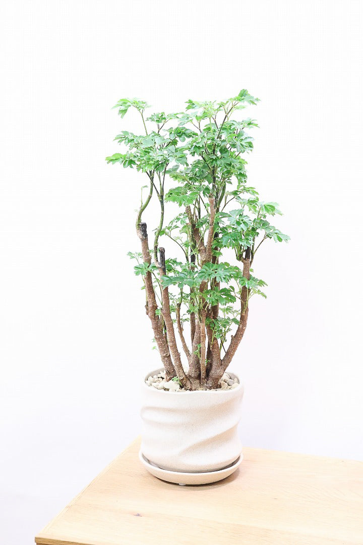 【ポリシャス ロベル】爽やかな色のPOT。温暖な鹿児島県でじっくりと育てられました！細やかな葉っぱとゴリゴリの幹が素敵！