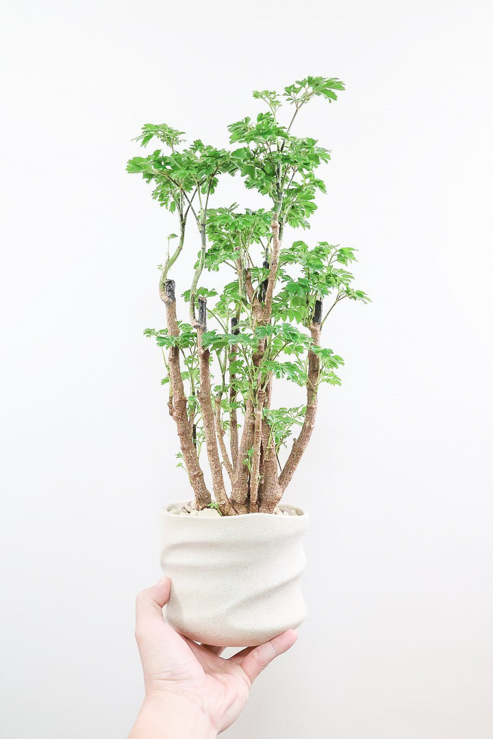 【ポリシャス ロベル】爽やかな色のPOT。温暖な鹿児島県でじっくりと育てられました！細やかな葉っぱとゴリゴリの幹が素敵！