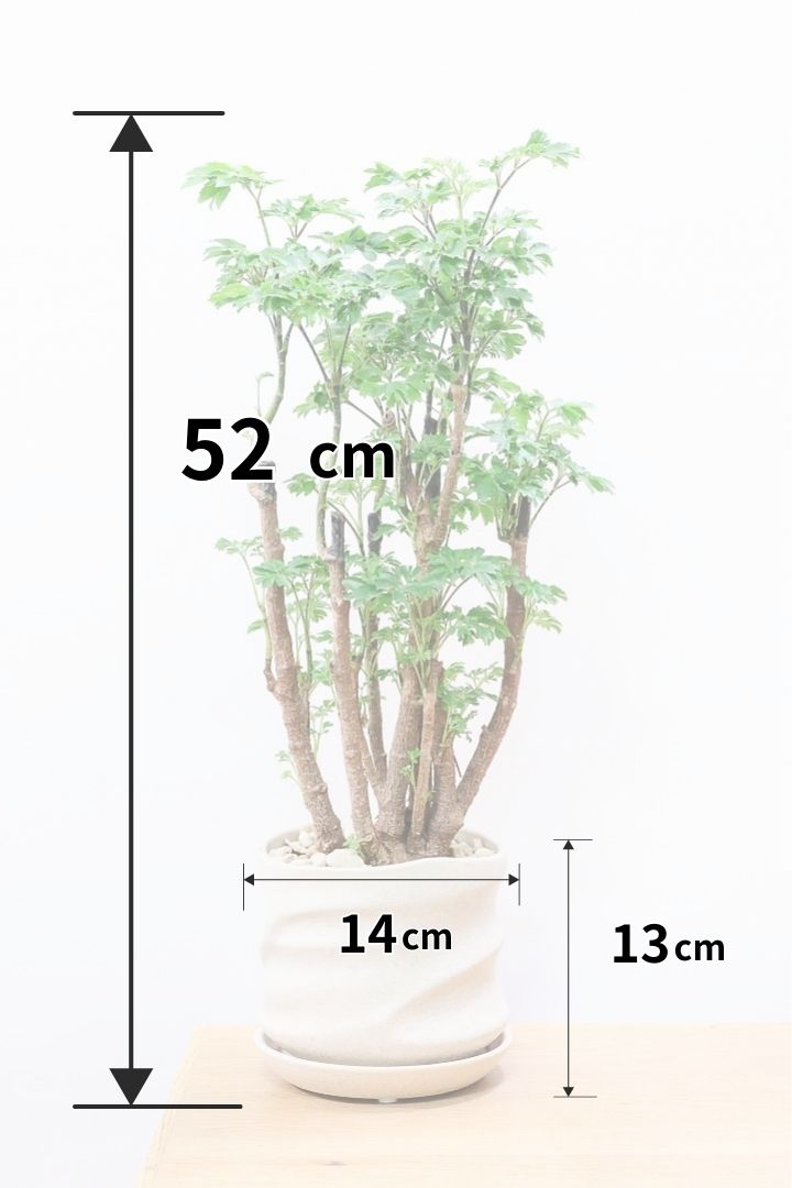 【ポリシャス ロベル】爽やかな色のPOT。温暖な鹿児島県でじっくりと育てられました！細やかな葉っぱとゴリゴリの幹が素敵！