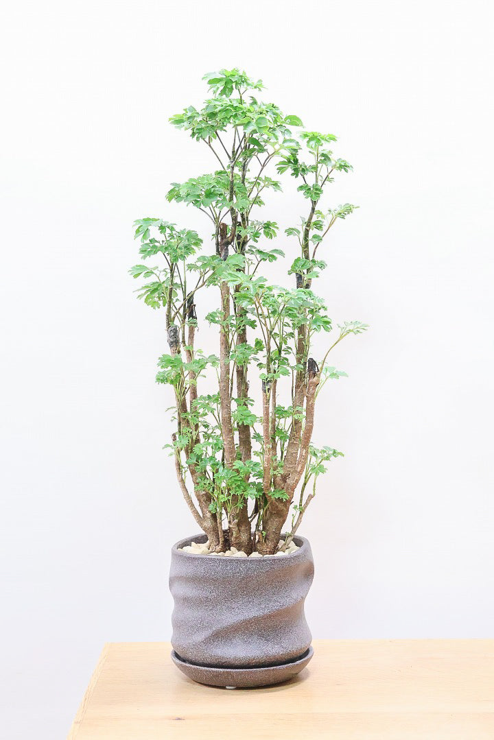 【ポリシャス ロベル】シックな色のPOT。温暖な鹿児島県でじっくりと育てられました！細やかな葉っぱとゴリゴリの幹が素敵！ (コピー)