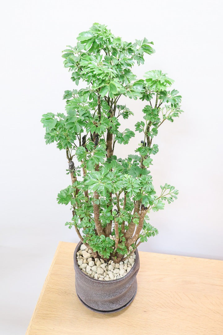 【ポリシャス ロベル】シックな色のPOT。温暖な鹿児島県でじっくりと育てられました！細やかな葉っぱとゴリゴリの幹が素敵！ (コピー)