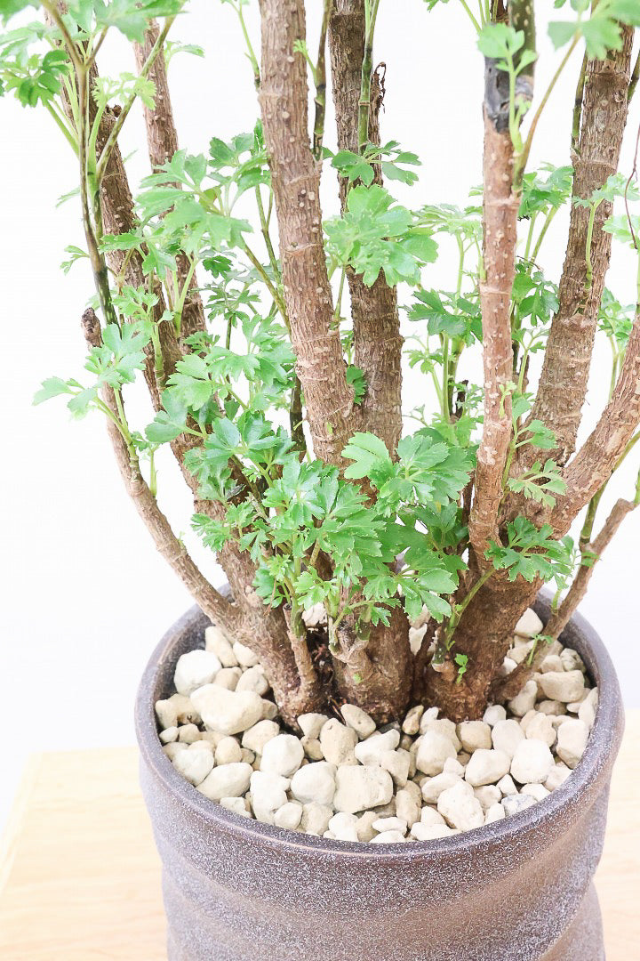 【ポリシャス ロベル】シックな色のPOT。温暖な鹿児島県でじっくりと育てられました！細やかな葉っぱとゴリゴリの幹が素敵！ (コピー)