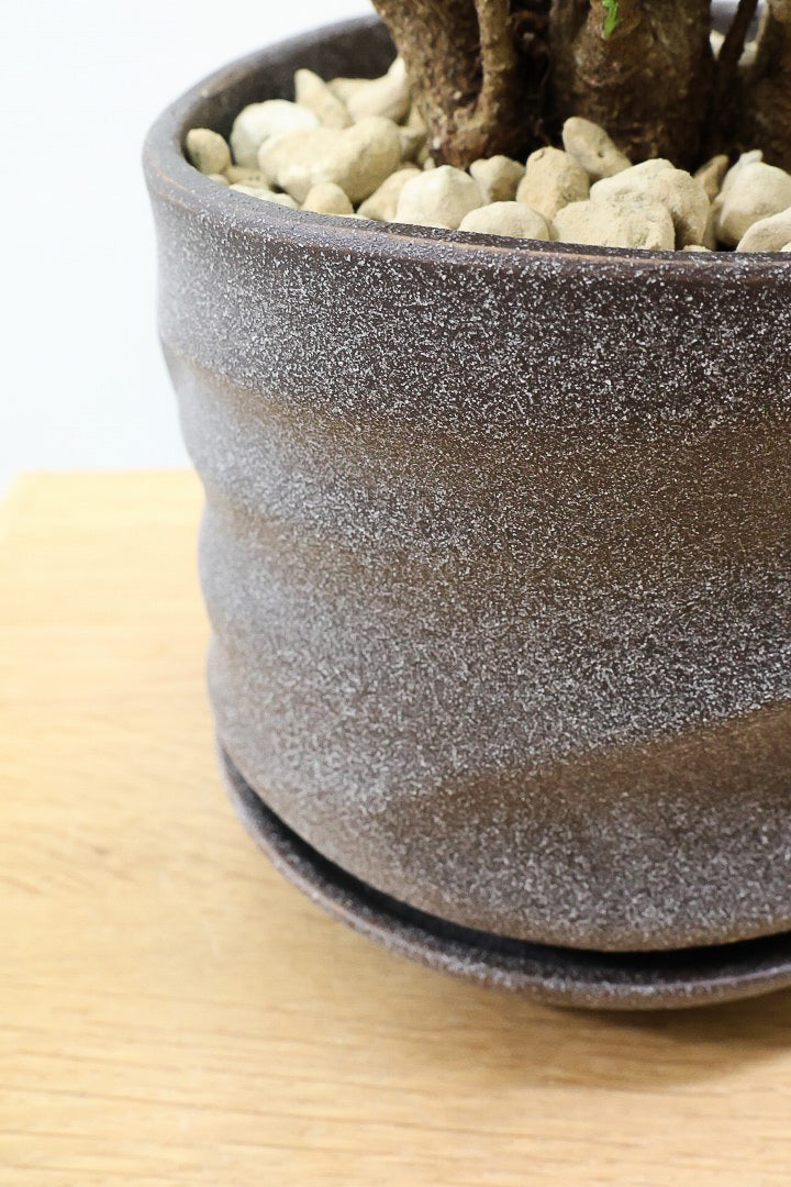 【ポリシャス ロベル】シックな色のPOT。温暖な鹿児島県でじっくりと育てられました！細やかな葉っぱとゴリゴリの幹が素敵！ (コピー)