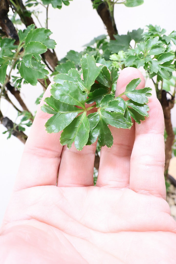 【ポリシャス ロベル】シックな色のPOT。温暖な鹿児島県でじっくりと育てられました！細やかな葉っぱとゴリゴリの幹が素敵！ (コピー)