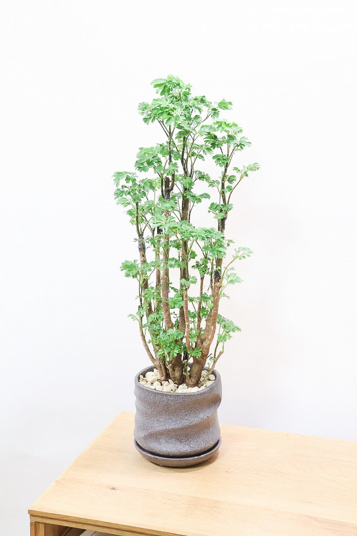 【ポリシャス ロベル】シックな色のPOT。温暖な鹿児島県でじっくりと育てられました！細やかな葉っぱとゴリゴリの幹が素敵！ (コピー)