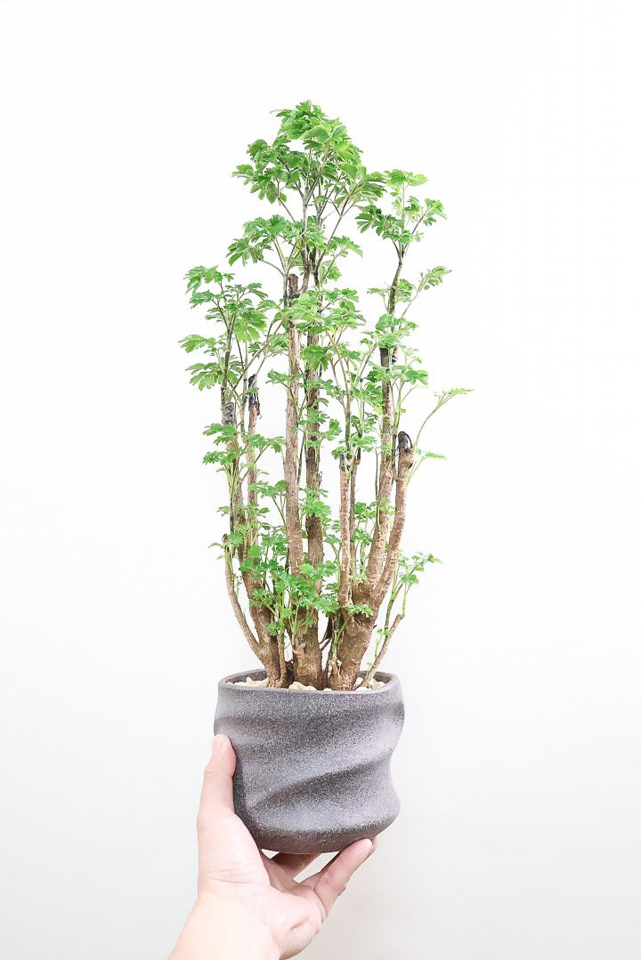 【ポリシャス ロベル】シックな色のPOT。温暖な鹿児島県でじっくりと育てられました！細やかな葉っぱとゴリゴリの幹が素敵！ (コピー)