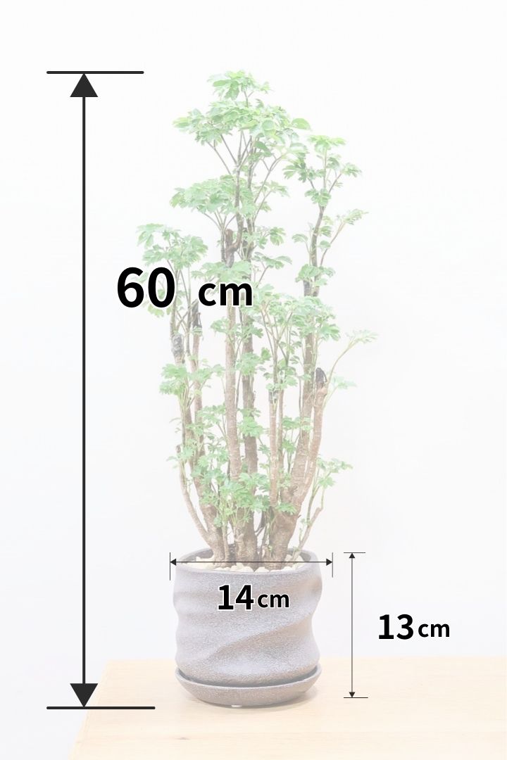 【ポリシャス ロベル】シックな色のPOT。温暖な鹿児島県でじっくりと育てられました！細やかな葉っぱとゴリゴリの幹が素敵！ (コピー)