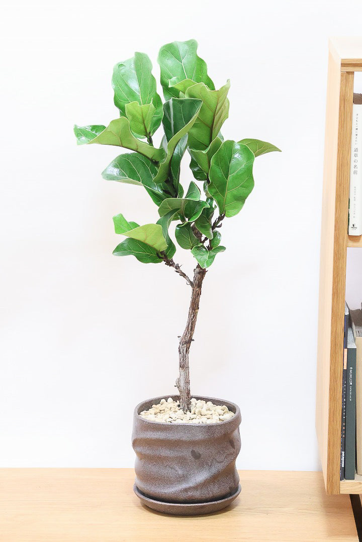 【カシワバゴム】幹にとても趣があってスタイリッシュ!美しい葉が人気の観葉植物です!