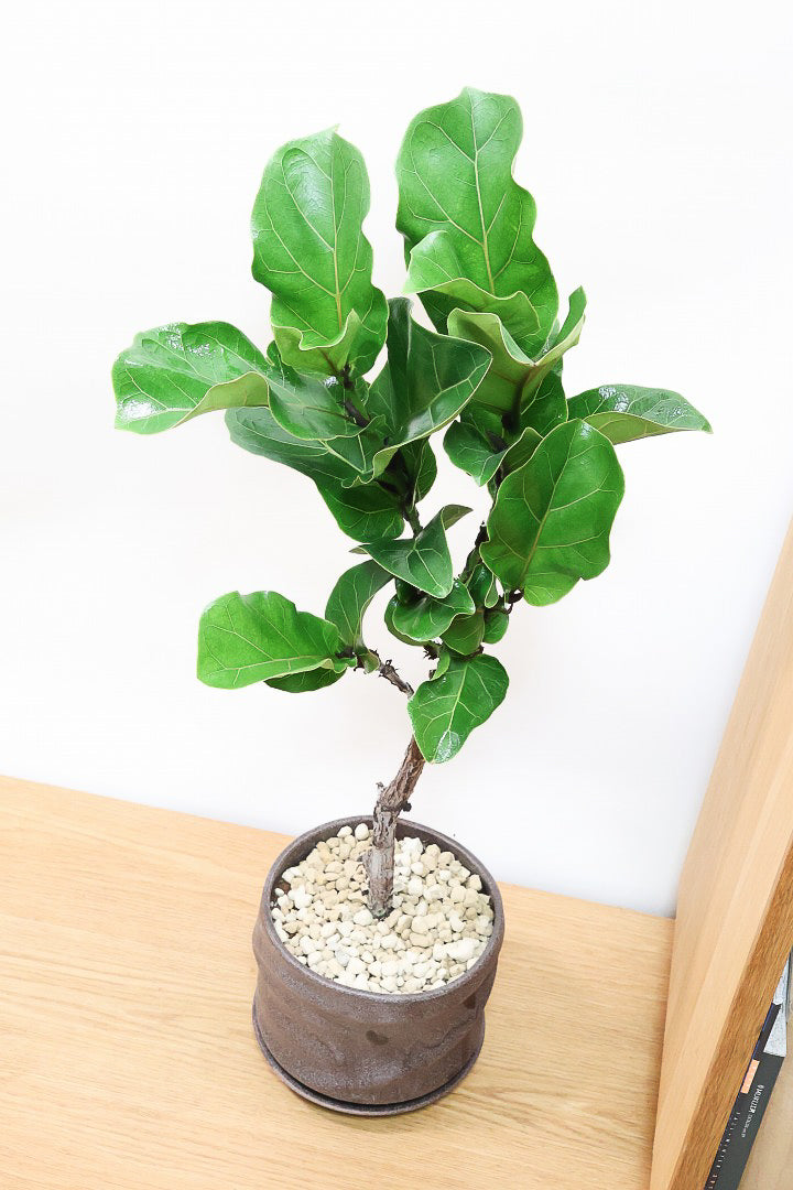 【カシワバゴム】幹にとても趣があってスタイリッシュ!美しい葉が人気の観葉植物です!
