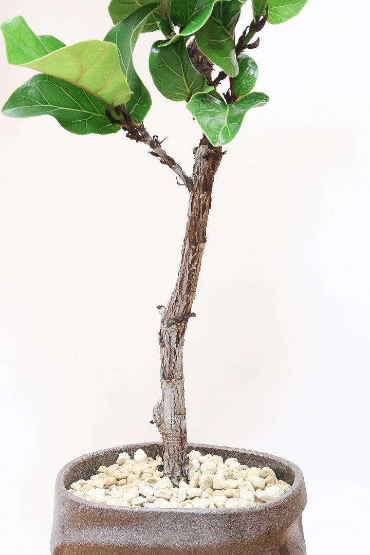 【カシワバゴム】幹にとても趣があってスタイリッシュ!美しい葉が人気の観葉植物です!
