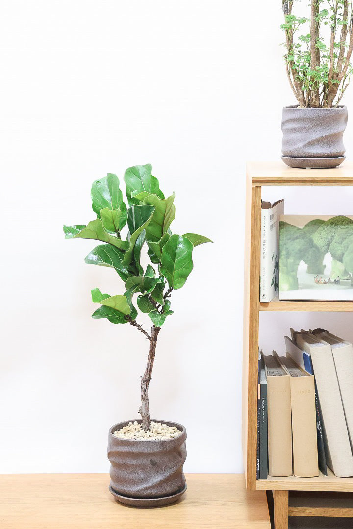 【カシワバゴム】幹にとても趣があってスタイリッシュ!美しい葉が人気の観葉植物です!