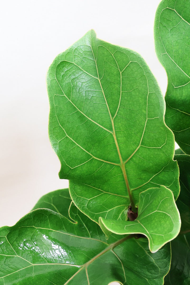 【カシワバゴム】幹にとても趣があってスタイリッシュ!美しい葉が人気の観葉植物です!