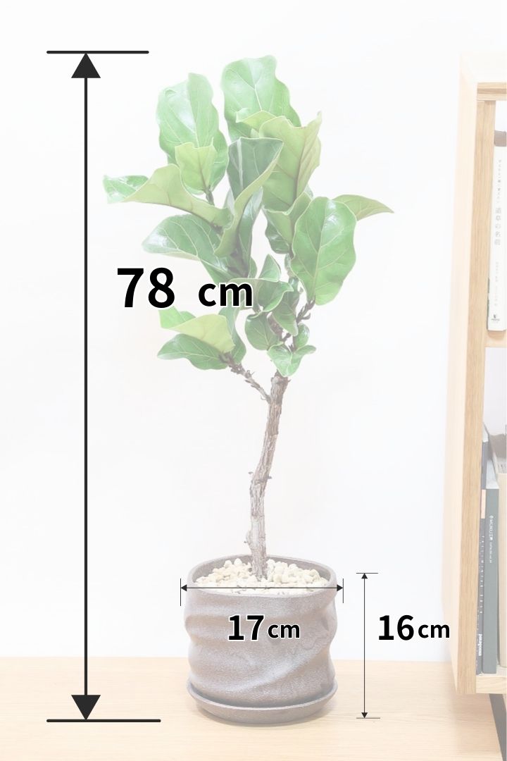 【カシワバゴム】幹にとても趣があってスタイリッシュ!美しい葉が人気の観葉植物です!
