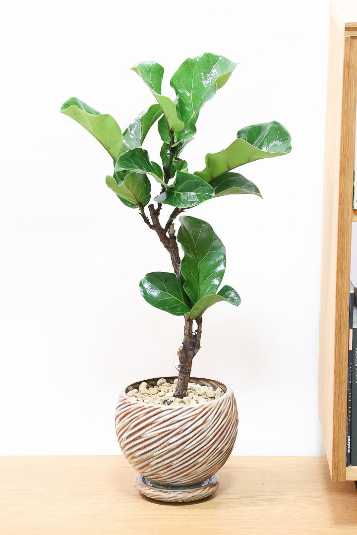 【カシワバゴム】おすすめのPOT！幹にとても趣があってスタイリッシュ!美しい葉が人気の観葉植物です! (コピー)