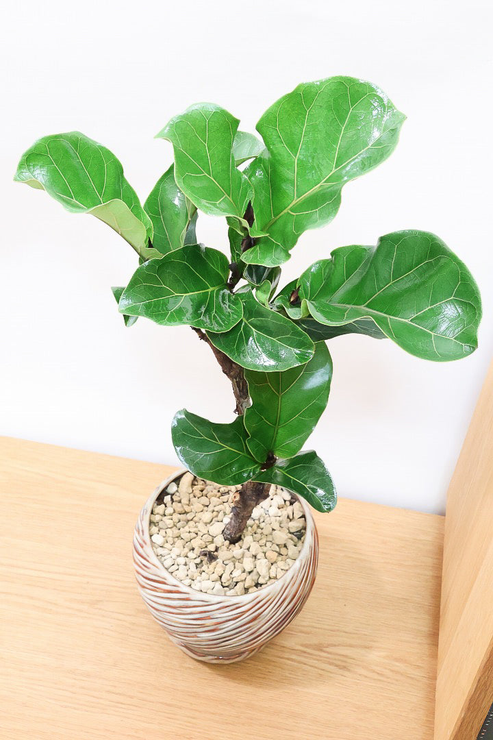 【カシワバゴム】おすすめのPOT！幹にとても趣があってスタイリッシュ!美しい葉が人気の観葉植物です! (コピー)
