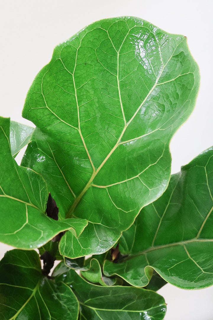 【カシワバゴム】おすすめのPOT！幹にとても趣があってスタイリッシュ!美しい葉が人気の観葉植物です! (コピー)