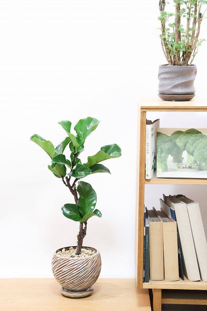 【カシワバゴム】おすすめのPOT！幹にとても趣があってスタイリッシュ!美しい葉が人気の観葉植物です! (コピー)