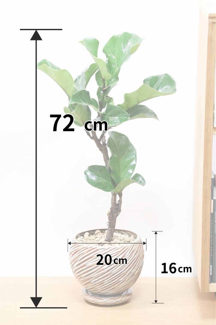 【カシワバゴム】おすすめのPOT！幹にとても趣があってスタイリッシュ!美しい葉が人気の観葉植物です! (コピー)