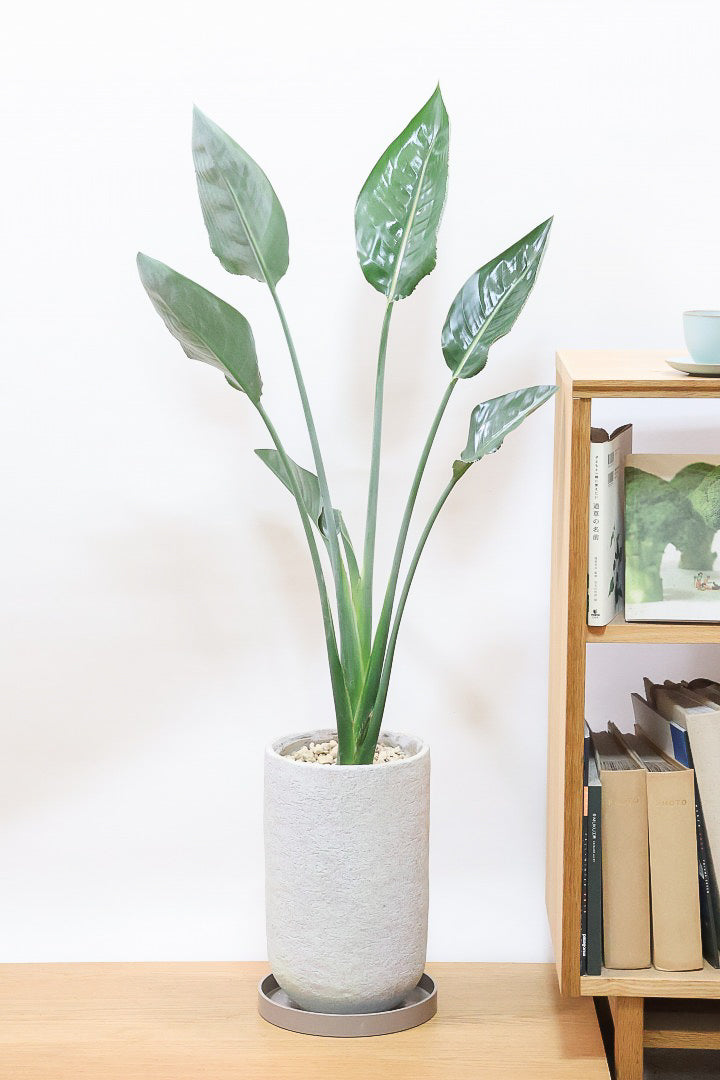 【ストレチア レギネ】とても丈夫な観葉植物です！スリムでスタイリッシュなのでおすすめです！