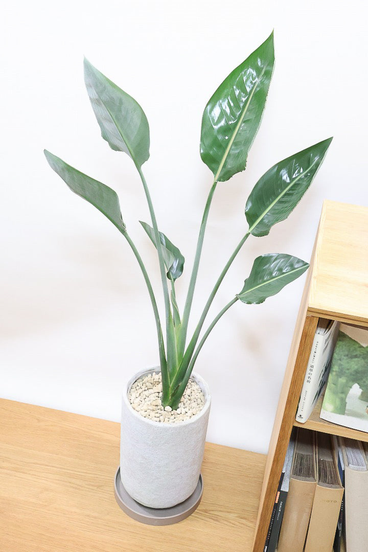 【ストレチア レギネ】とても丈夫な観葉植物です！スリムでスタイリッシュなのでおすすめです！