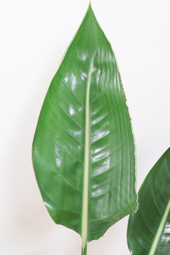 【ストレチア レギネ】とても丈夫な観葉植物です！スリムでスタイリッシュなのでおすすめです！