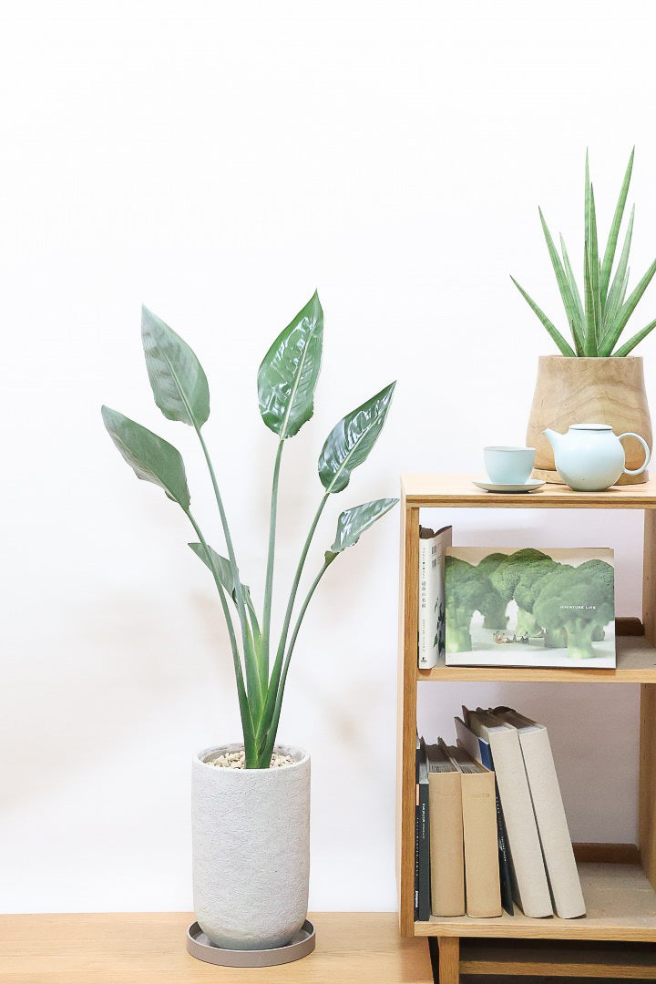 【ストレチア レギネ】とても丈夫な観葉植物です！スリムでスタイリッシュなのでおすすめです！