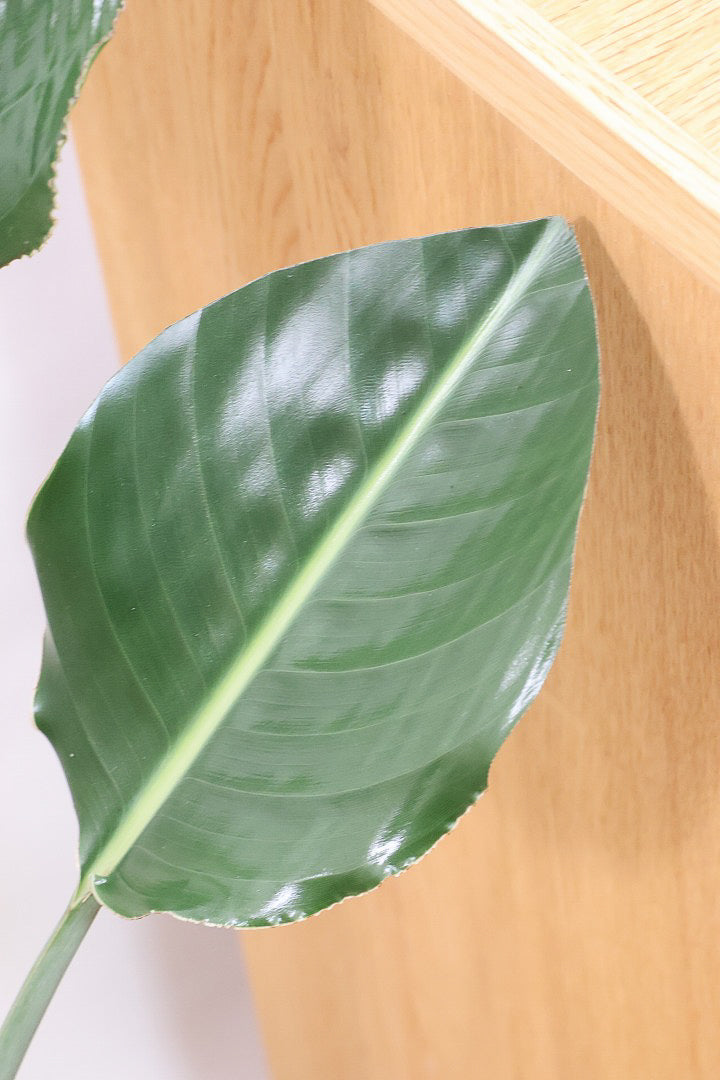 【ストレチア レギネ】とても丈夫な観葉植物です！スリムでスタイリッシュなのでおすすめです！