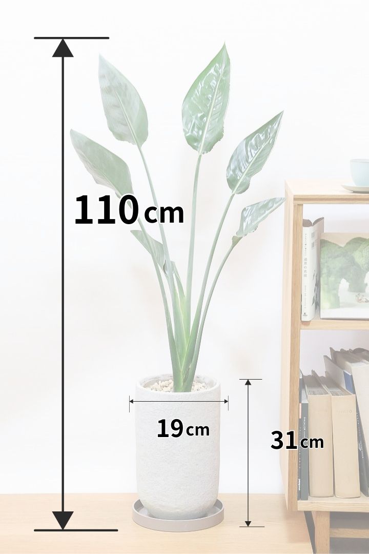 【ストレチア レギネ】とても丈夫な観葉植物です！スリムでスタイリッシュなのでおすすめです！